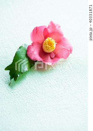 ツバキ・錦魚葉椿 40331871