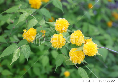 ヤマブキ ヤマブキ 40332202