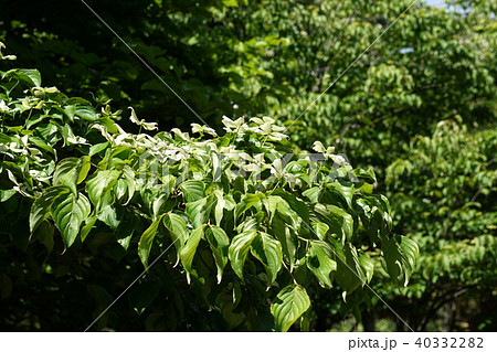 ヤマボウシの白い花 40332282