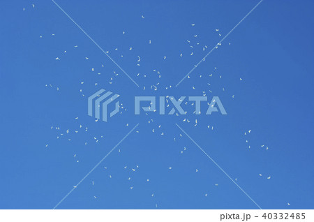 青空に舞う風船 40332485