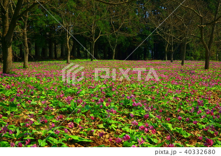 カタクリ群生地 40332680