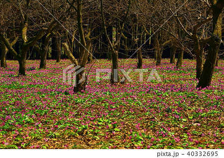 カタクリ群生地 40332695