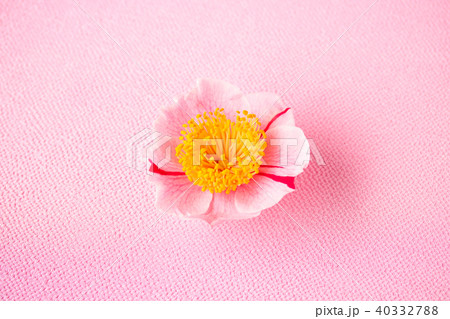 ツバキ・肥後椿 ツバキ・肥後椿 40332788