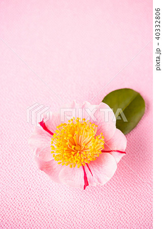 ツバキ・肥後椿 40332806