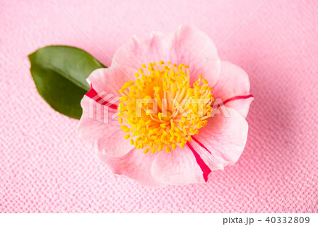 ツバキ・肥後椿 40332809