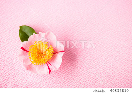 ツバキ・肥後椿 40332810