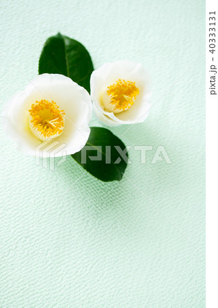 ツバキ・臘月 40333131