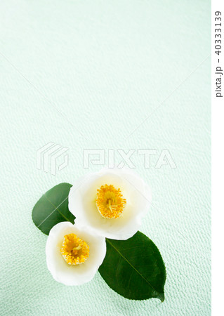 ツバキ・臘月 40333139