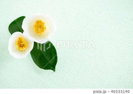 ツバキ・臘月 40333140