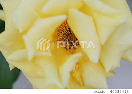バラの花 40333418