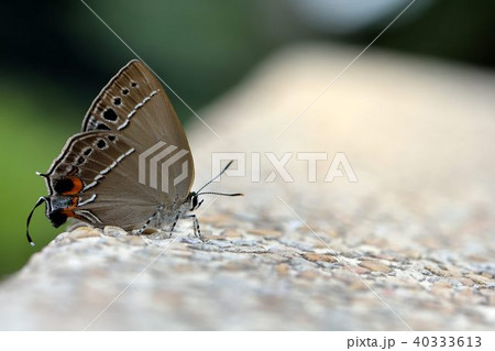 蝶 チョウ 蝴蝶 40333613