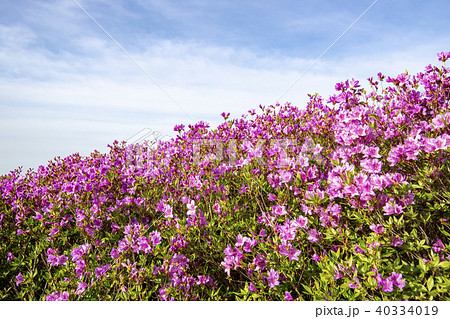 ツツジ ファンメサン 花 40334019