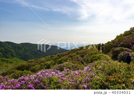 ツツジ ファンメサン 花 40334031