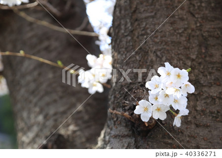 埼玉県戸田市の風景　桜　春 40336271
