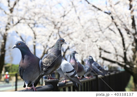 埼玉県戸田市の風景　桜　春　ハト 40338137