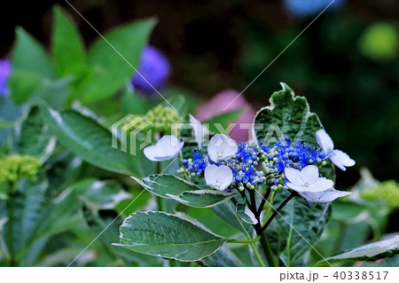 斑入り紫陽花 斑入り紫陽花 40338517