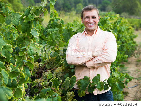 Vintner with clusters of grape Vintner with clusters of grape 40339354