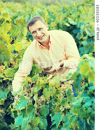 Vintner checking wine grape and leaves in summer day Vintner checking wine grape and leaves in summer day 40339385