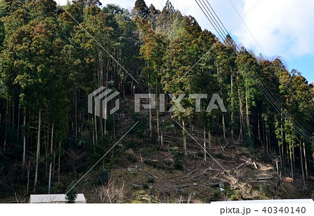手入れがされていない山林 手入れがされていない山林 40340140