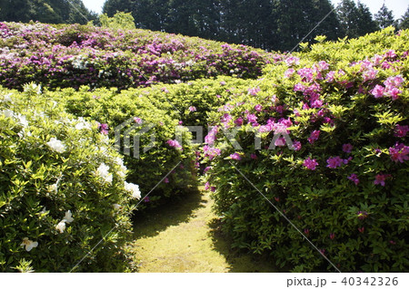 ツツジ園 風景 ツツジ園 風景 40342326
