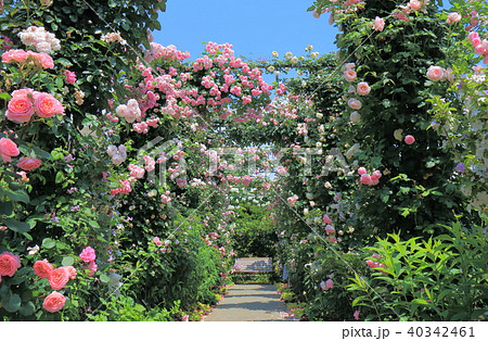 横浜 港の見える丘公園のバラ園の写真素材