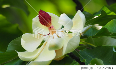 泰山木の花 泰山木の花 40342463