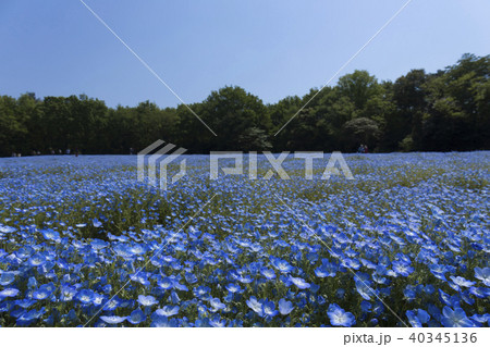 ネモフィラ 40345136