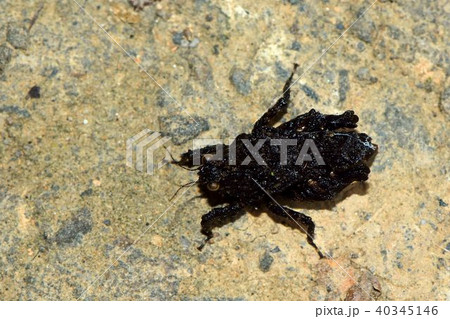 自然 天然 ナチュラル 40345146