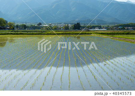 水田の田植え 水田の田植え 40345573