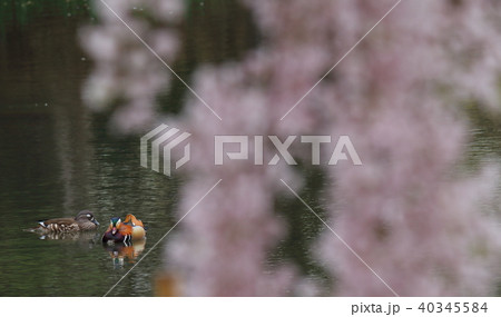 枝垂れ桜とオシドリ 枝垂れ桜とオシドリ 40345584