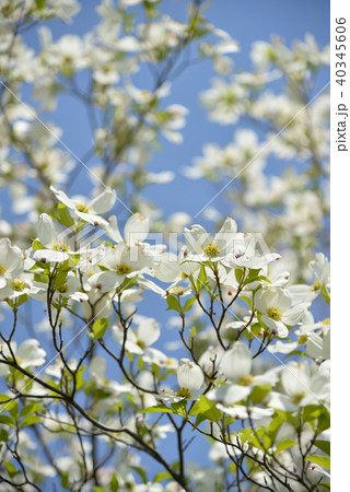 東北に春 ハナミズキの白い花と青い空の写真素材