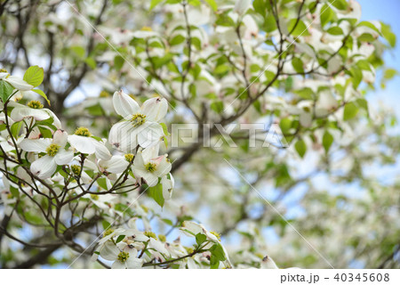 東北に春 ハナミズキの白い花と青い空の写真素材