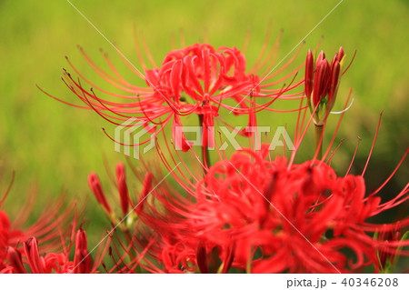 田の畔に咲くヒガンバナ 田の畔に咲くヒガンバナ 40346208