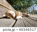 くつろぐ猫 40346317