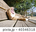 あくびする猫 40346318