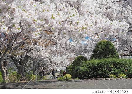北海道の春　小樽　手宮緑化植物園の桜 40346588