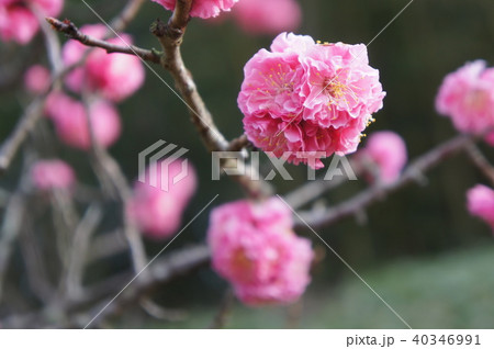 八重寒紅梅 40346991