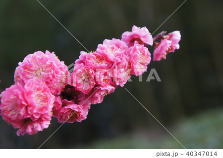 八重寒紅梅 八重寒紅梅 40347014