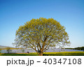 大地に生える力強い大きな木 40347108