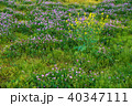 緑の草花に咲く菜の花 40347111