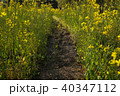 菜の花畑の道 40347112