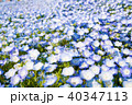鮮やかなネモフィラ畑 40347113