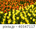 オレンジと黄色のチューリップ 40347117