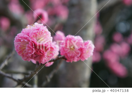 八重寒紅梅 40347138