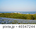 花畑の丘から海が見える 40347244