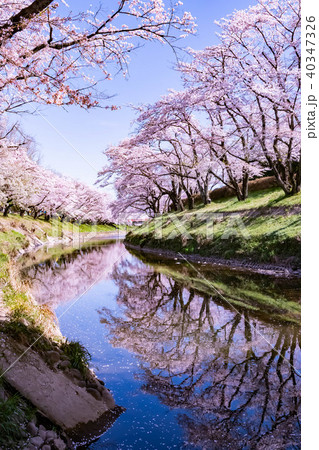 新境川堤の桜並木の桜 40347326