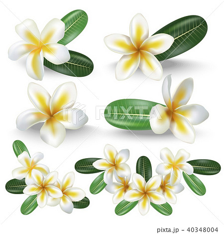 Realistic Detailed 3d Frangipani Flowers Set. Vector 40348004