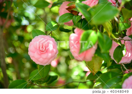 春の訪れオトメツバキ 春の訪れオトメツバキ 40348049