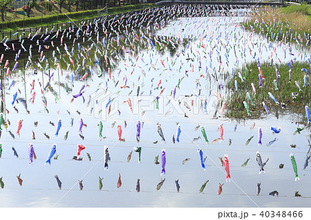 こいのぼり　群馬県館林市　鶴生田川（つるうだがわ） 40348466