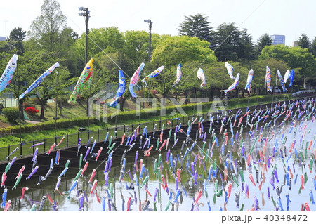 こいのぼり 群馬県館林市 鶴生田川 つるうだがわ の写真素材